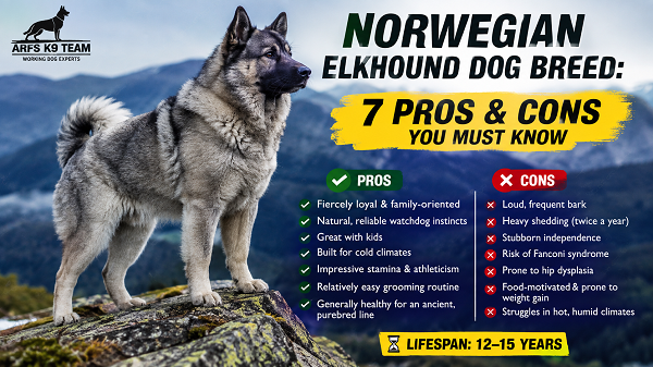Norwegian Elkhound Dog Breed