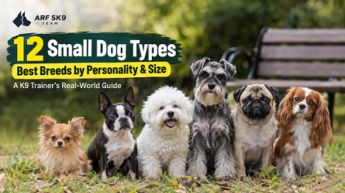 12 Small Dog Types Guide