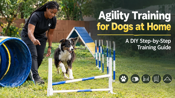 Agility Training for Dogs at Home