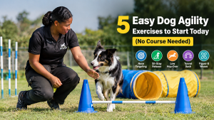 Dog Agility Training