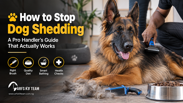 How to Stop Dog Shedding