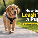 Puppy Leash Training Guide