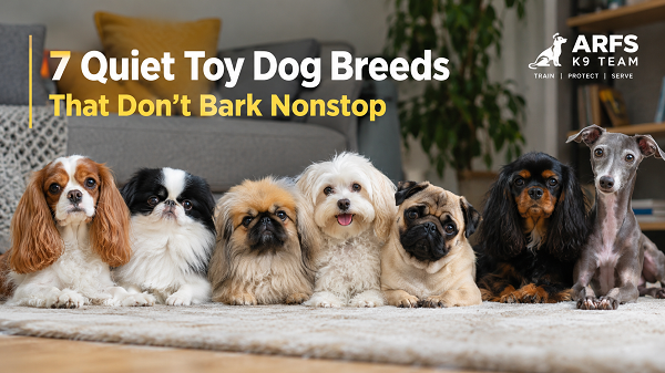 Quiet Toy Dog Breeds Guide