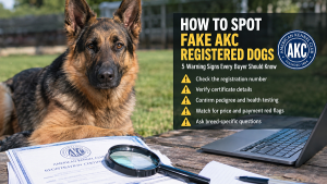 Spotting Fake AKC Dog Registrations