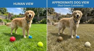 What Colors Do Dogs See? Dog Vision Spectrum Explained 2 dog vision spectrum compared to human color vision