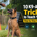10 K9 Tricks Handler Training Guide