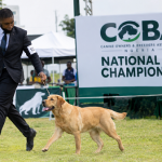 COBA National Dog Championship