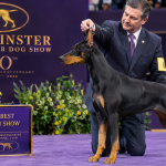 Doberman Wins Westminster Best in Show
