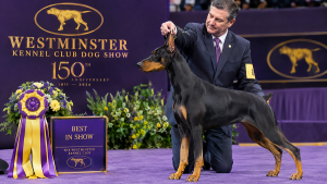 Doberman Wins Westminster Best in Show