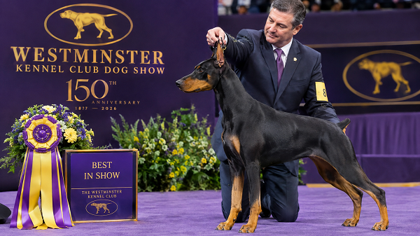 Westminster Dog Show 2026: Winners & Full Results 1 Doberman Wins Westminster Best in Show