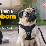 How to Train a Stubborn Pug