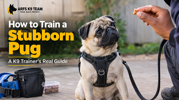 How to Train a Stubborn Pug
